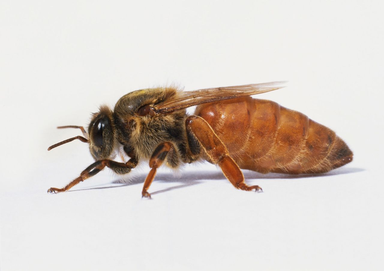 Пчеломатка Бакфаст (Buckfast F1). Плодная матка 2024 г, проверены на засев.