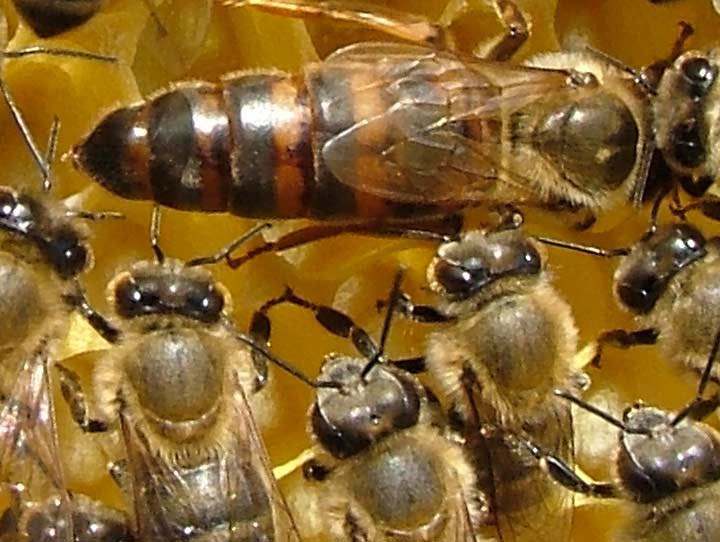 Пчеломатка Карпатка (F1). Плодные 2024 г, проверены на засев.