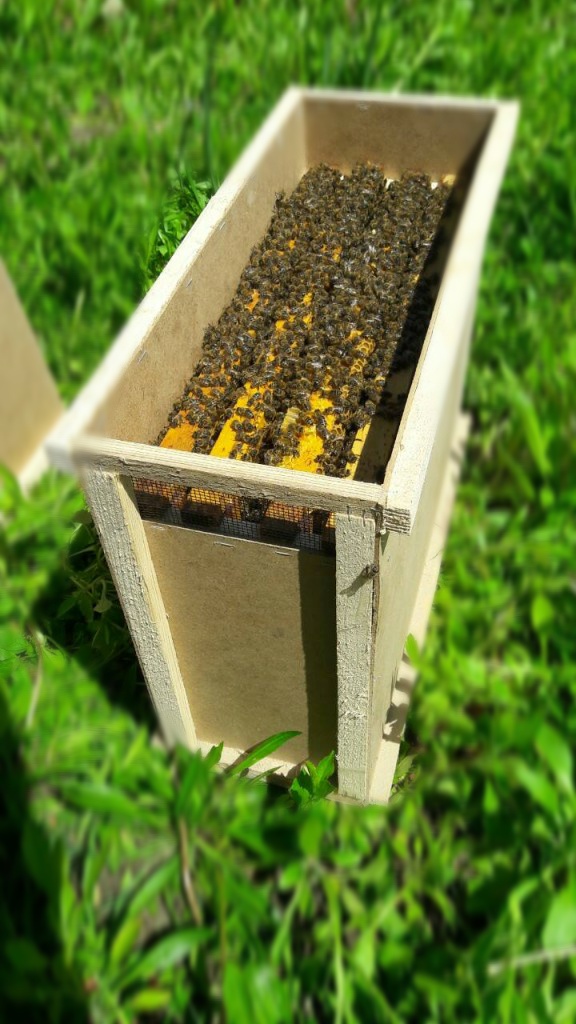 Пчелопакет 4 рамки (Карпатка) Подмосковные